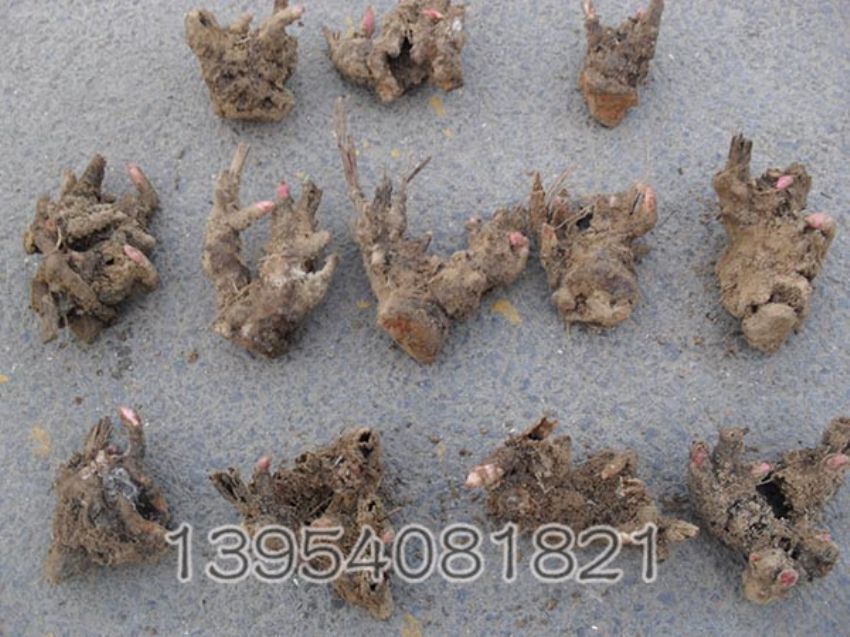 点击查看详细信息<br>标题：芍药芽 阅读次数：1233