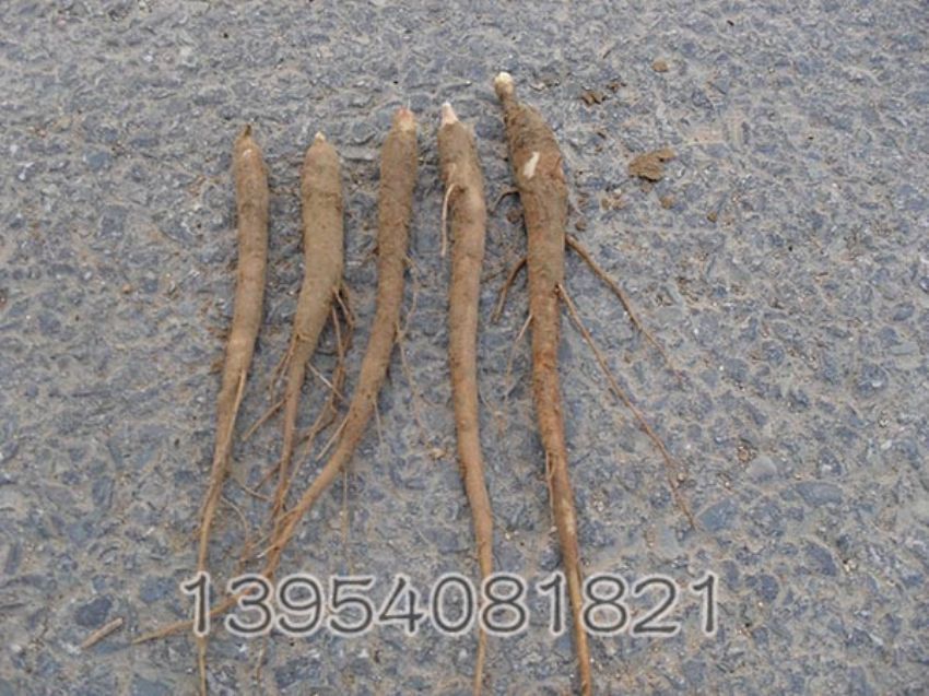 点击查看详细信息<br>标题：二年生种生芍药苗 阅读次数：1575