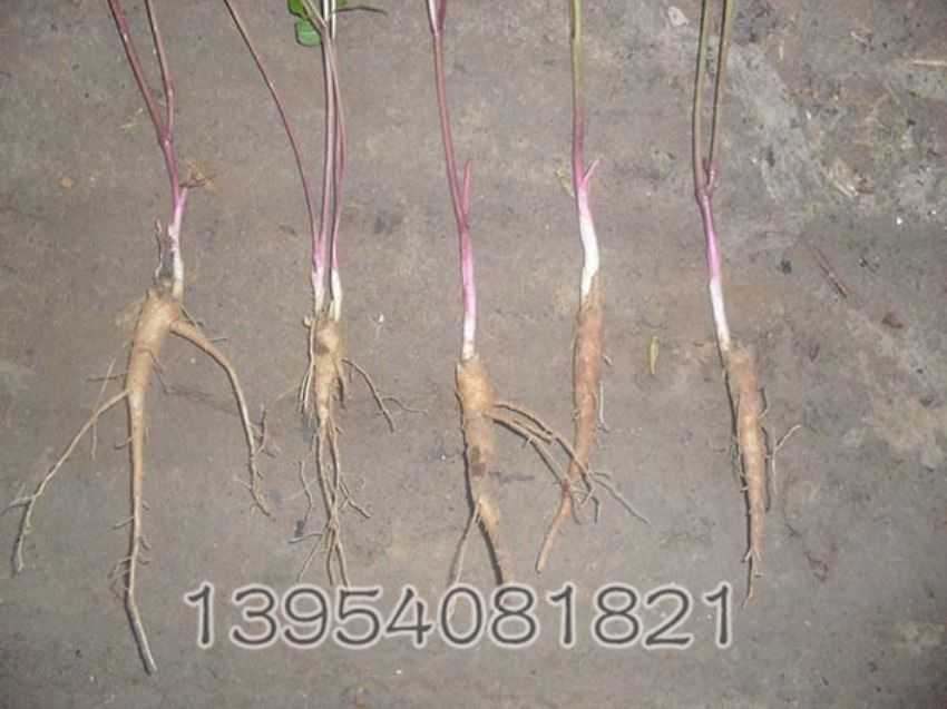 点击查看详细信息<br>标题：一年生芍药苗 阅读次数：1544