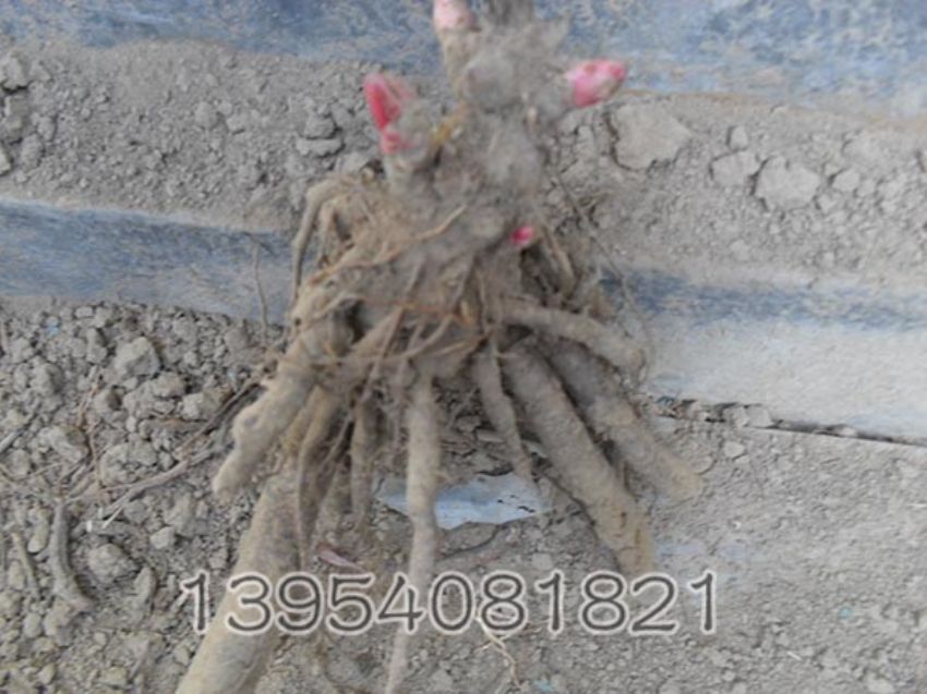 点击查看详细信息<br>标题：3-4芽 阅读次数：1590