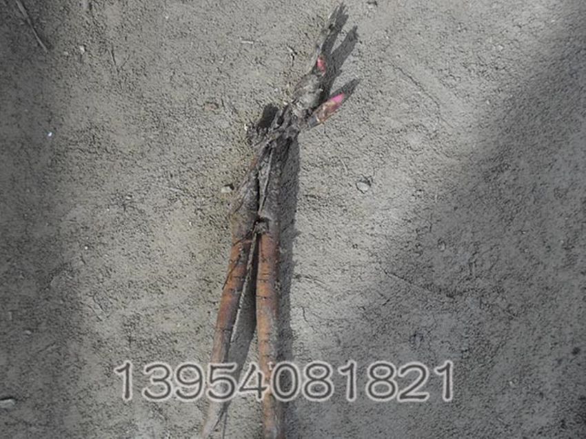 点击查看详细信息<br>标题：1-2芽 阅读次数：1496