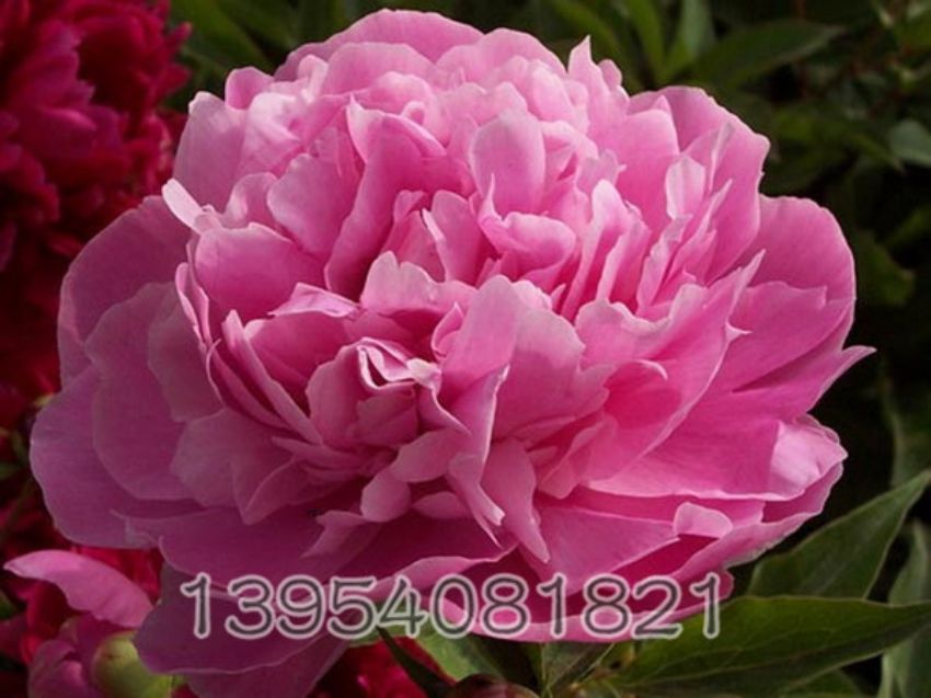 点击查看详细信息<br>标题：凌花晨玉 阅读次数：1221