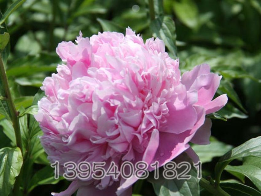 点击查看详细信息<br>标题：蓝菊 阅读次数：1180