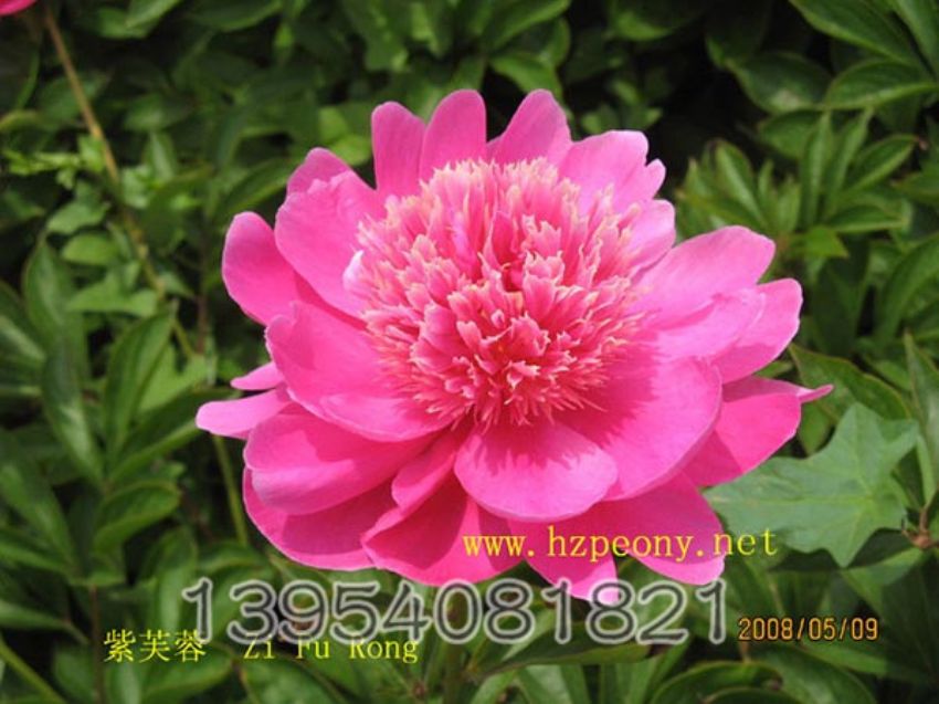 点击查看详细信息<br>标题：紫芙蓉 阅读次数：1312