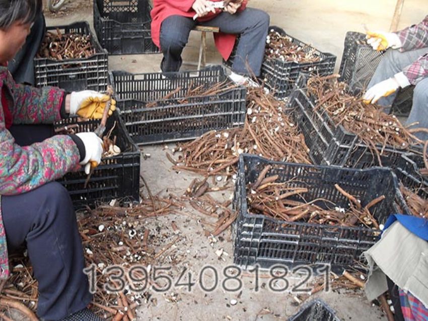 点击查看详细信息<br>标题：芍药分株 阅读次数：1608