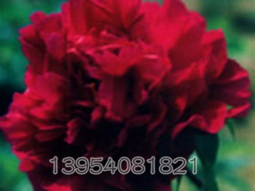 点击查看详细信息<br>标题：苍龙 阅读次数：1364