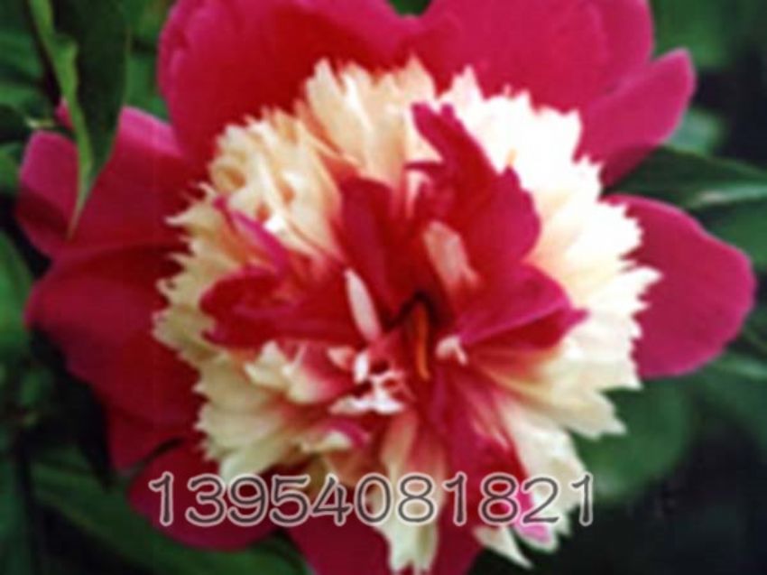 点击查看详细信息<br>标题：美菊 阅读次数：1254