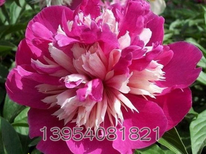 点击查看详细信息<br>标题：奇花露霜 阅读次数：1023