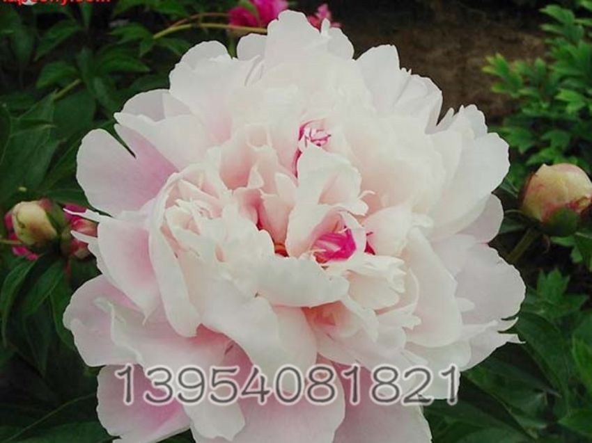 点击查看详细信息<br>标题：粉盘藏珠 阅读次数：1264