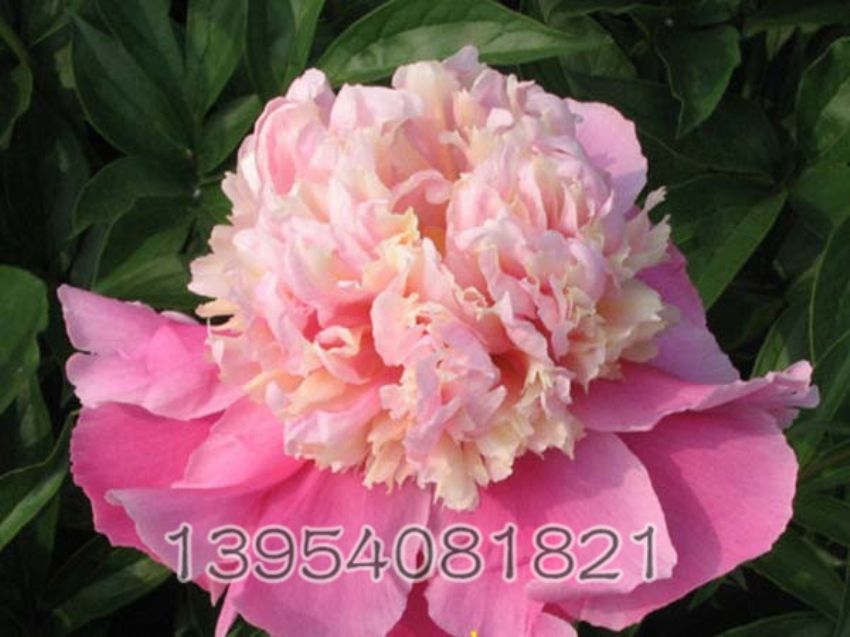 点击查看详细信息<br>标题：春晓 阅读次数：1258