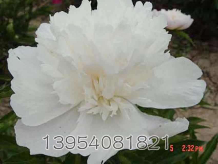 点击查看详细信息<br>标题：雪山紫玉 阅读次数：1662