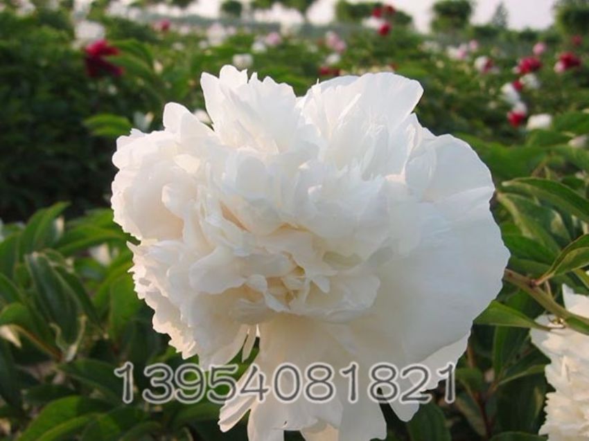 点击查看详细信息<br>标题：雪峰 阅读次数：1612
