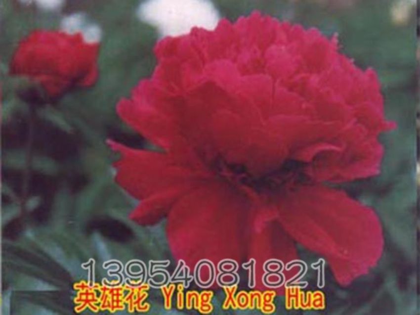 点击查看详细信息<br>标题：英雄花 阅读次数：874