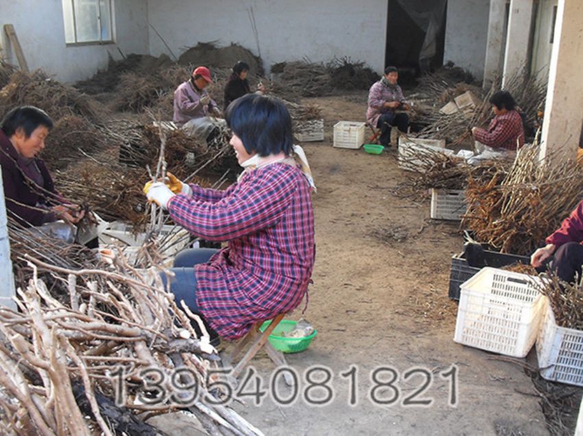 点击查看详细信息<br>标题：牡丹加工 阅读次数：1527