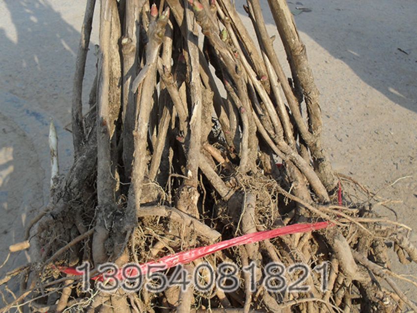 点击查看详细信息<br>标题：三年生油用牡丹种生苗 阅读次数：1229
