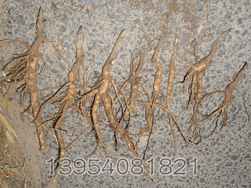 点击查看详细信息<br>标题：两年生油用牡丹种生苗 阅读次数：1193