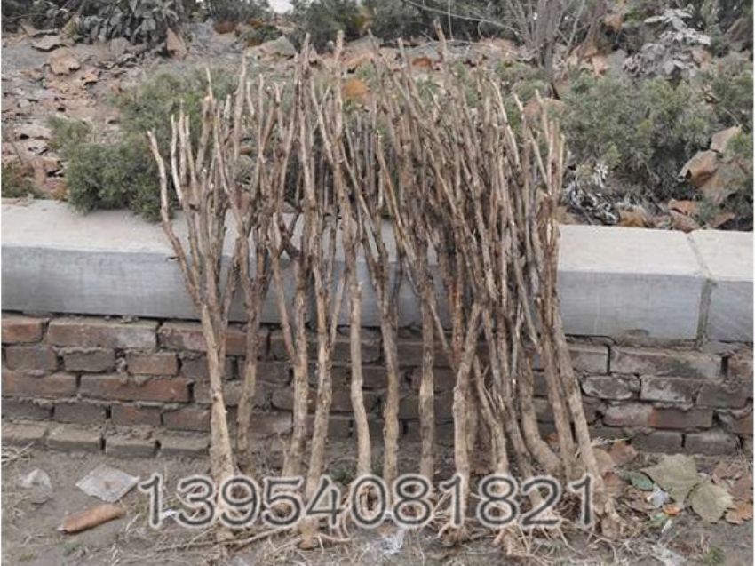 点击查看详细信息<br>标题：开发占地牡丹 阅读次数：1157