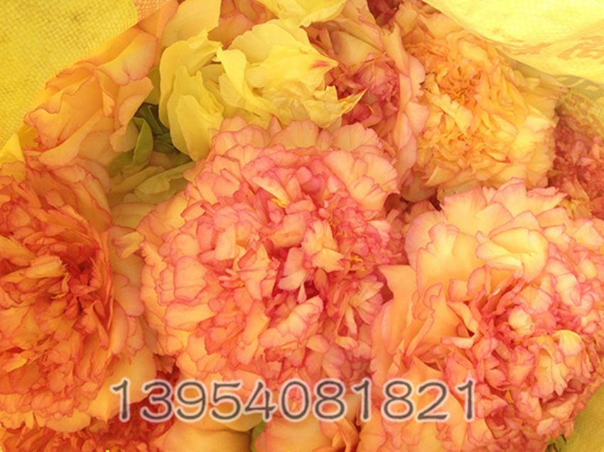 点击查看详细信息<br>标题：牡丹鲜花 阅读次数：918