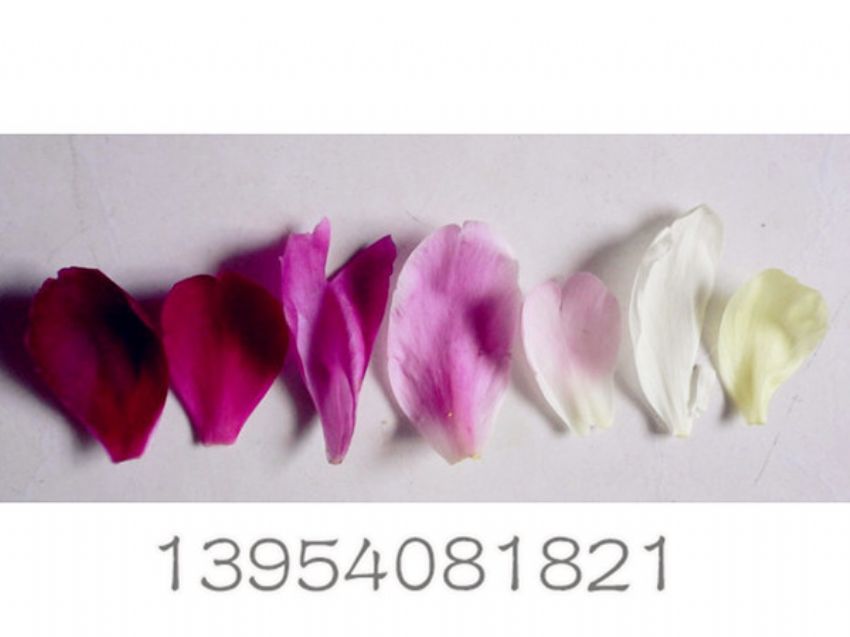 点击查看详细信息<br>标题：牡丹分色花瓣 阅读次数：1597