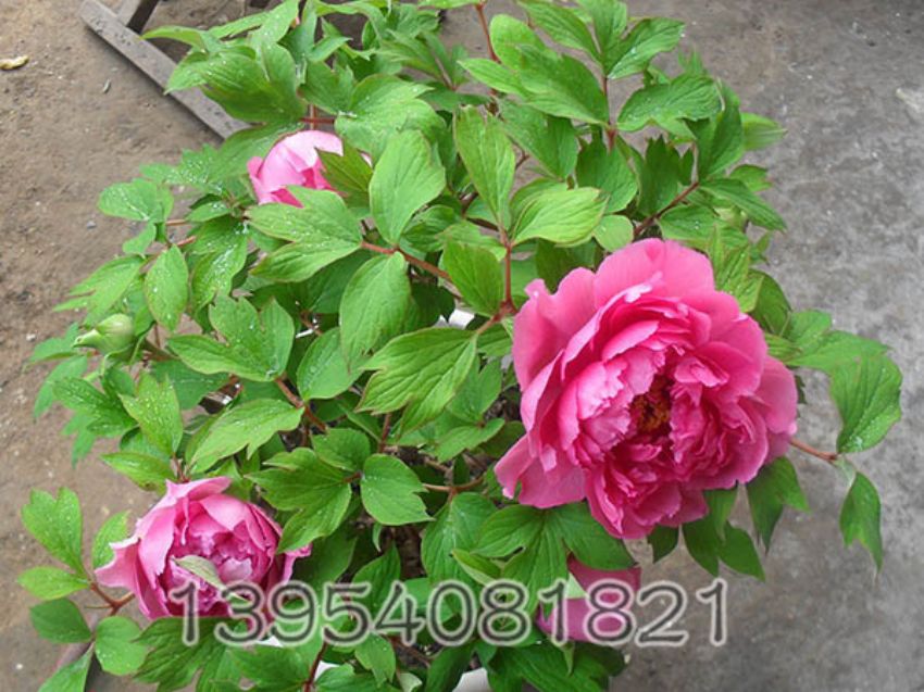 点击查看详细信息<br>标题：催花牡丹 阅读次数：1245