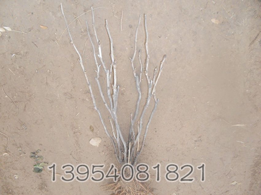 点击查看详细信息<br>标题：五年生牡丹 阅读次数：1510
