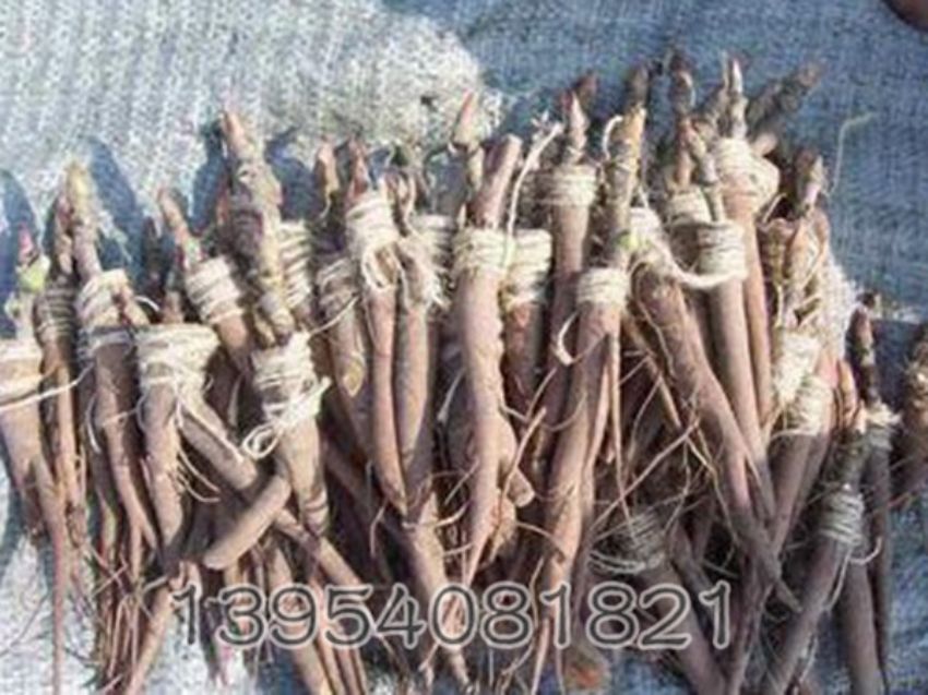 点击查看详细信息<br>标题：芍药嫁接苗 阅读次数：1526