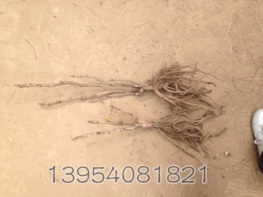 点击查看详细信息<br>标题：3-4枝品种牡丹 阅读次数：1458