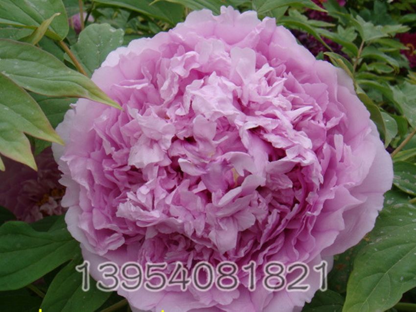点击查看详细信息<br>标题：菱花湛露 阅读次数：2080