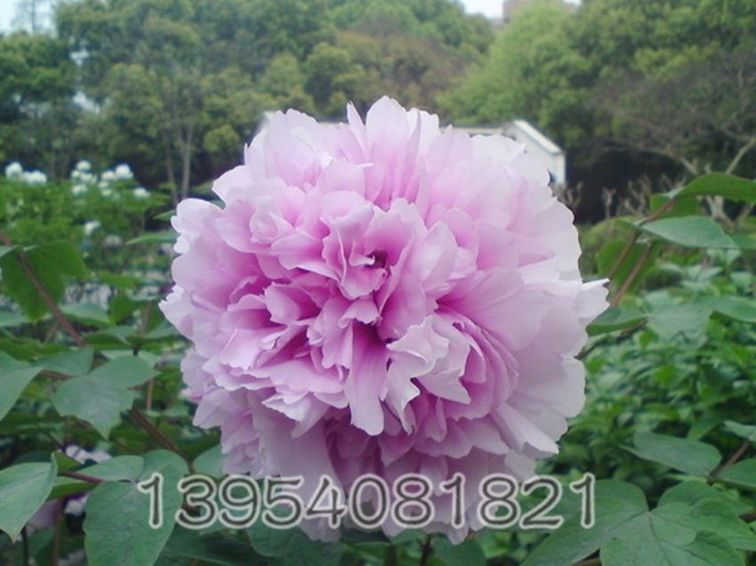 点击查看详细信息<br>标题：大朵蓝 阅读次数：1589