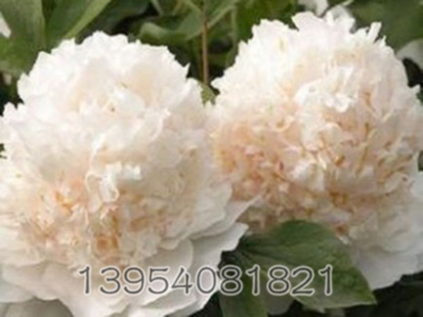 点击查看详细信息<br>标题：金桂飘香 阅读次数：1065