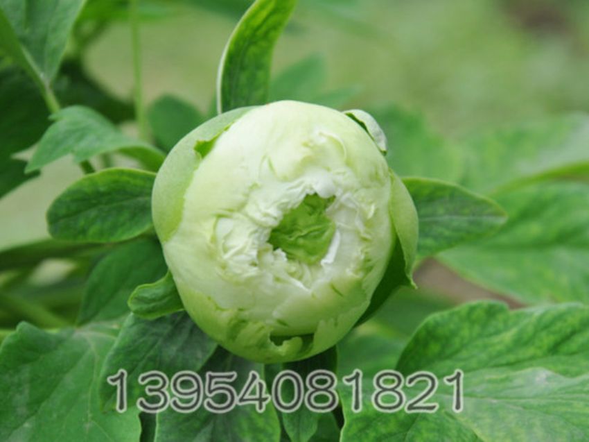 点击查看详细信息<br>标题：雪山青松 阅读次数：1430