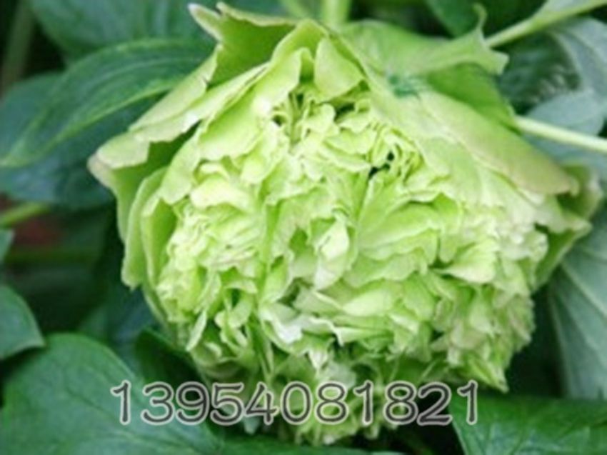 点击查看详细信息<br>标题：三变赛玉 早期 阅读次数：1161