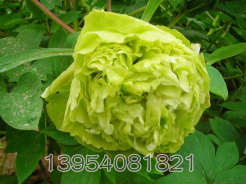 点击查看详细信息<br>标题：豆绿 阅读次数：1622