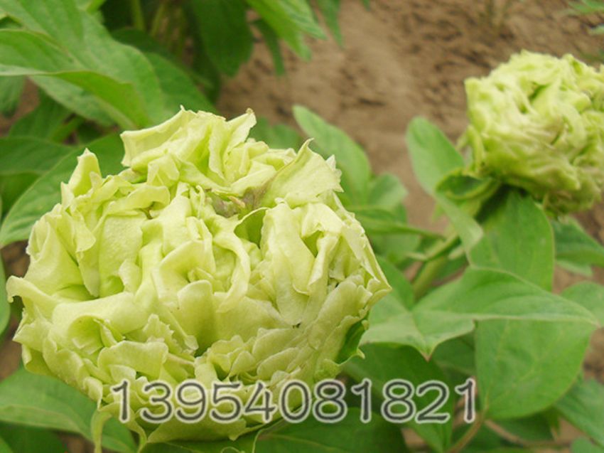 点击查看详细信息<br>标题：春柳初开 阅读次数：1668