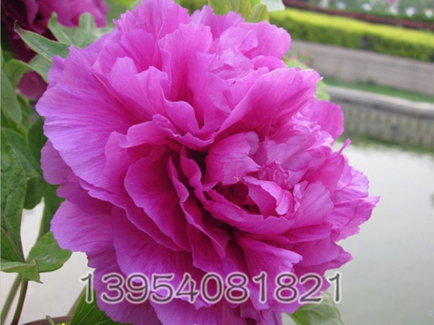 点击查看详细信息<br>标题：鲁菏红 阅读次数：1087