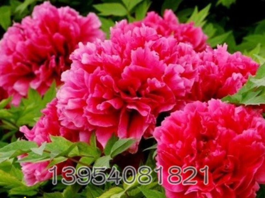 点击查看详细信息<br>标题：花王 阅读次数：1089