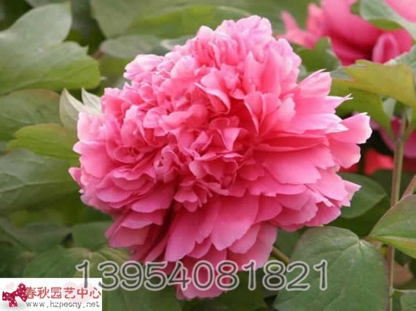 点击查看详细信息<br>标题：胡红 阅读次数：1054