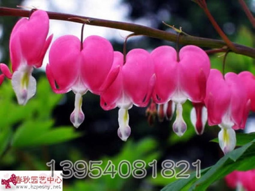 点击查看详细信息<br>标题：荷包牡丹 阅读次数：1138