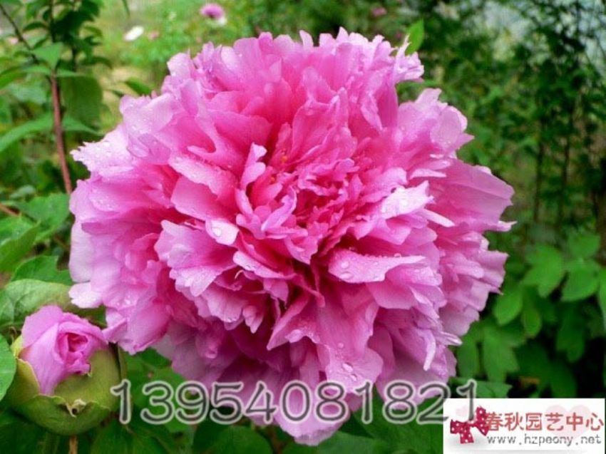 点击查看详细信息<br>标题：富贵满堂 阅读次数：1230