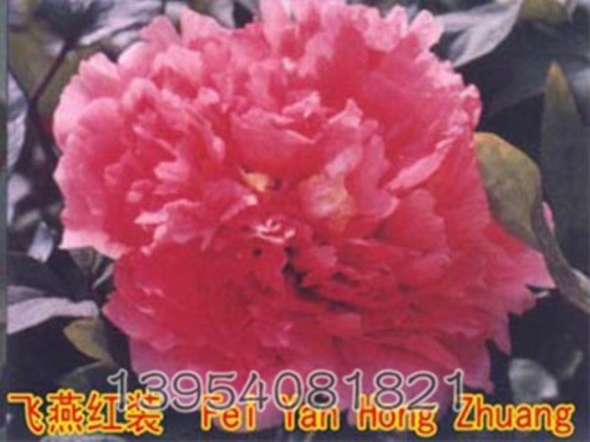 点击查看详细信息<br>标题：飞燕红妆 阅读次数：1218