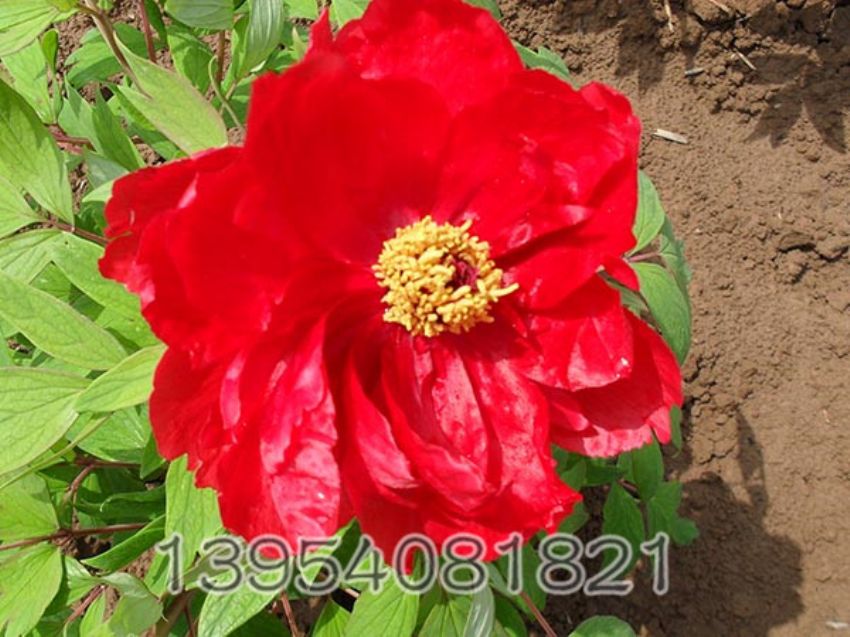点击查看详细信息<br>标题：芳妃 阅读次数：1556