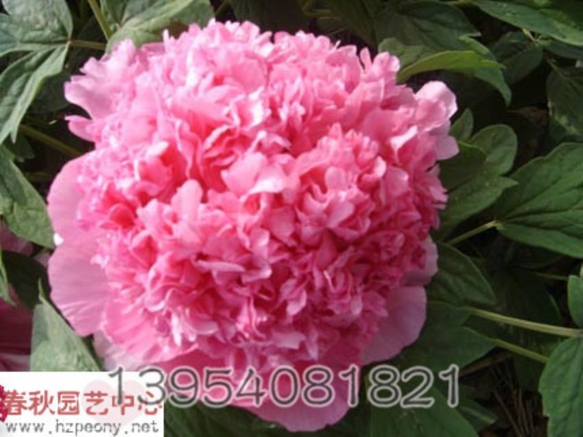 点击查看详细信息<br>标题：藏娇 阅读次数：1282