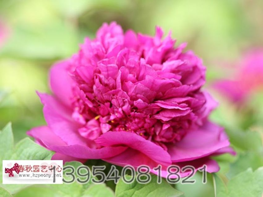 点击查看详细信息<br>标题：彩绘 阅读次数：1394