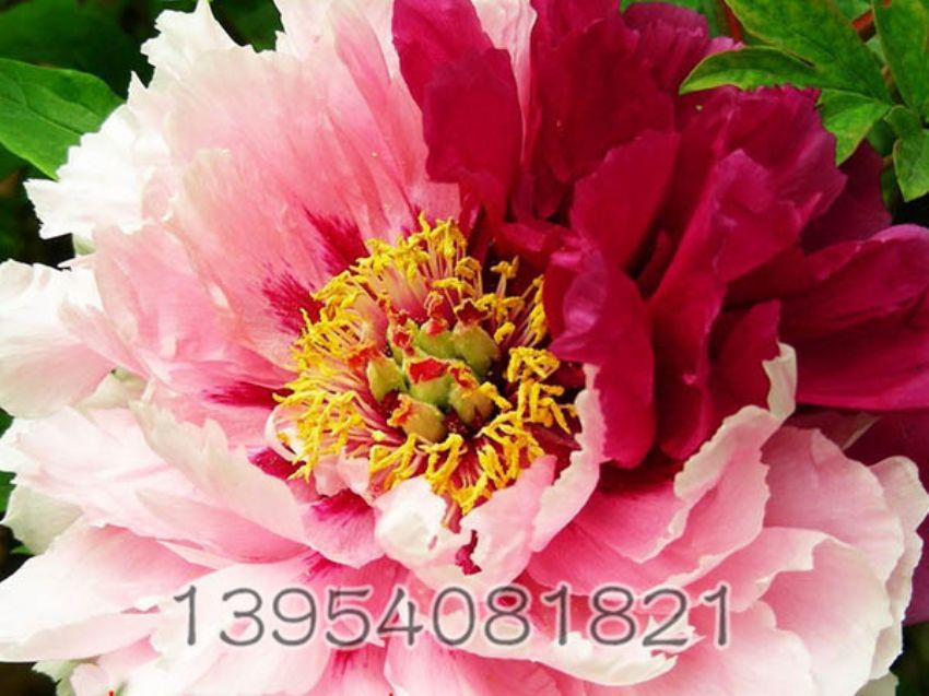 点击查看详细信息<br>标题：二乔 阅读次数：1789