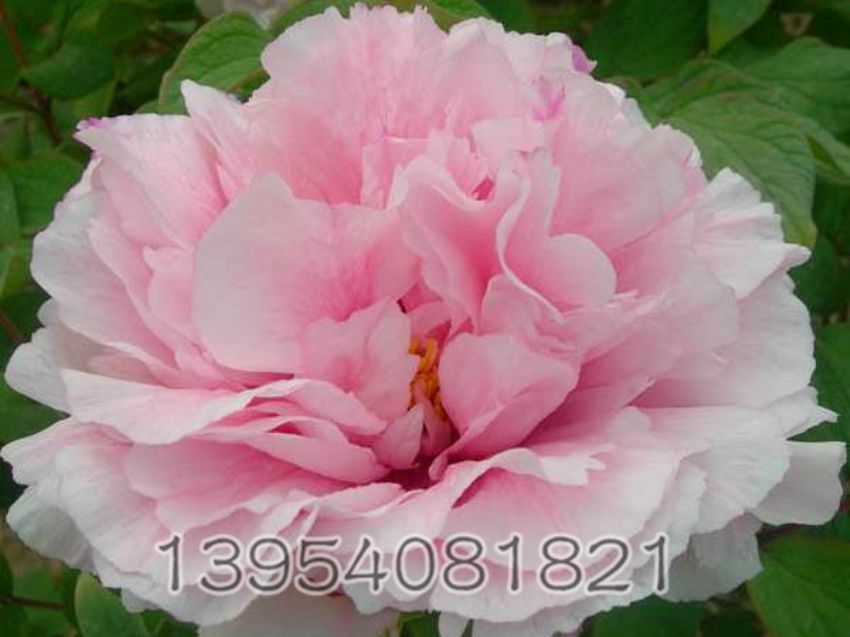 点击查看详细信息<br>标题：雪映桃花 阅读次数：1887