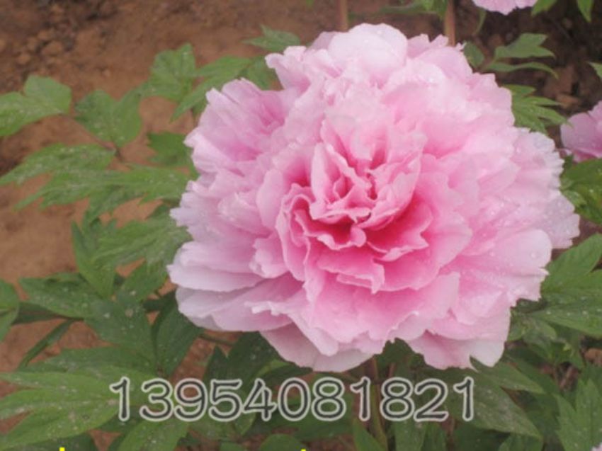 点击查看详细信息<br>标题：桃花飞雪 阅读次数：1779