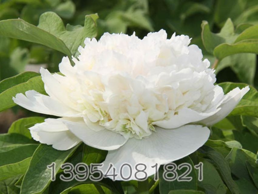 点击查看详细信息<br>标题：雪塔 阅读次数：1786