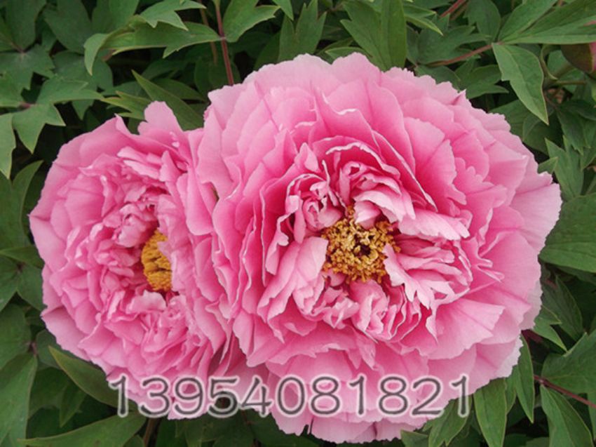 点击查看详细信息<br>标题：肉芙蓉 阅读次数：1066