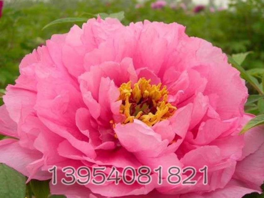 点击查看详细信息<br>标题：肉芙蓉 阅读次数：1012