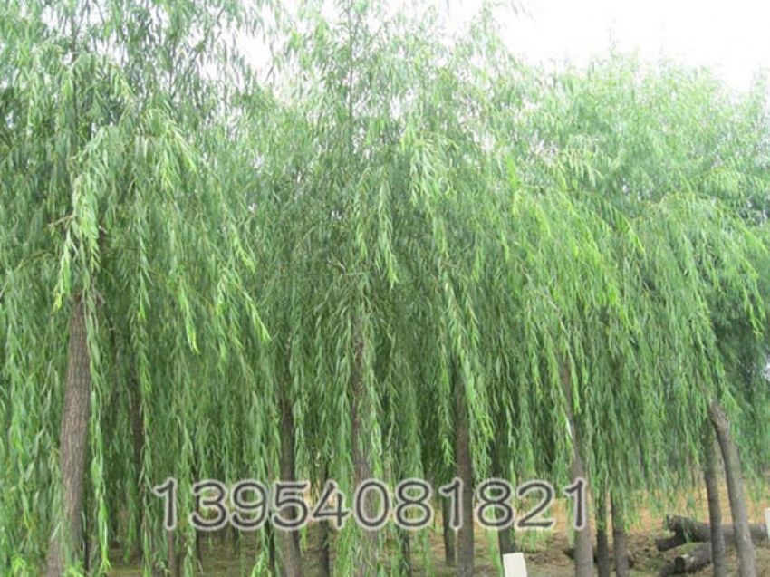 点击查看详细信息<br>标题：垂柳 阅读次数：926